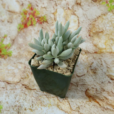 Cocoon Plant, Woolly Senecio - Senecio haworthii