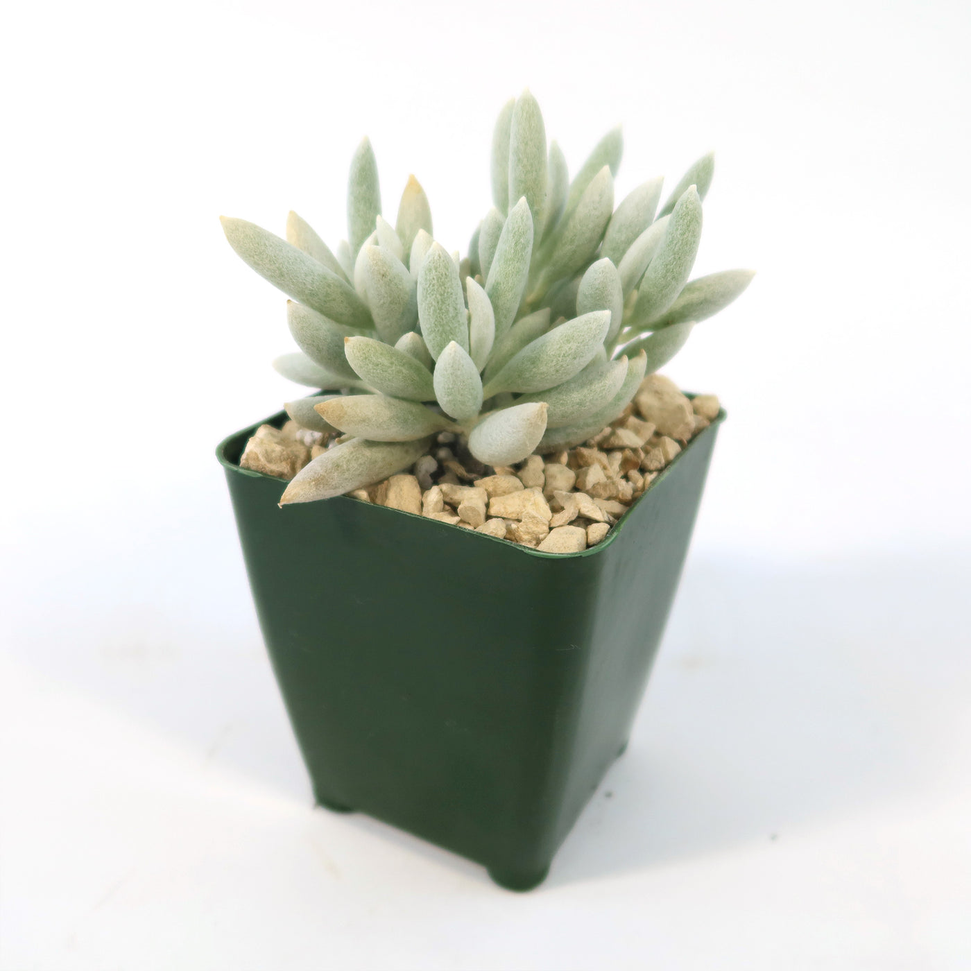 Cocoon Plant, Woolly Senecio - Senecio haworthii