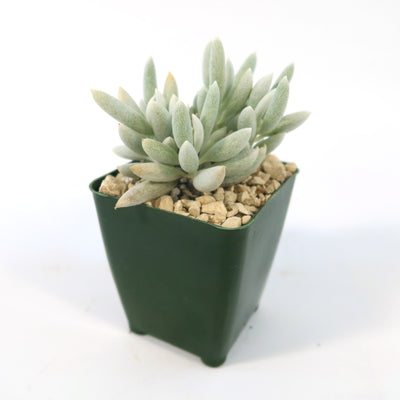 Cocoon Plant, Woolly Senecio - Senecio haworthii