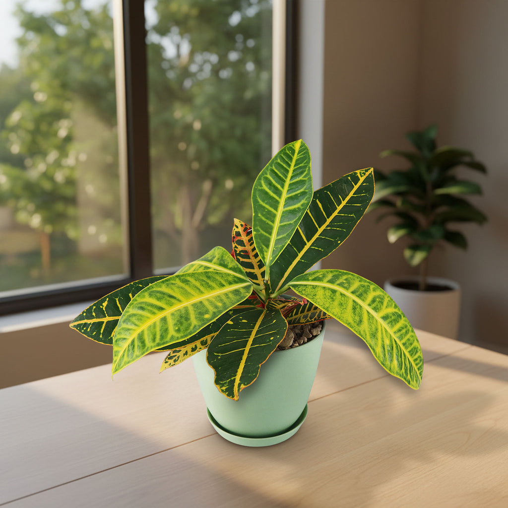 patrol_placeholder_a6ead9acc5af34cb22c78a05ed144ef7