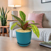 Croton Petra Plant - Codiaeum variegatum ‘Petra’