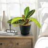 Croton Petra Plant - Codiaeum variegatum ‘Petra’