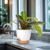 Croton Petra Plant - Codiaeum variegatum ‘Petra’