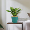 Croton Gold Dust - Codiaeum variegatum ‘Gold dust’