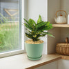Croton Gold Dust - Codiaeum variegatum ‘Gold dust’