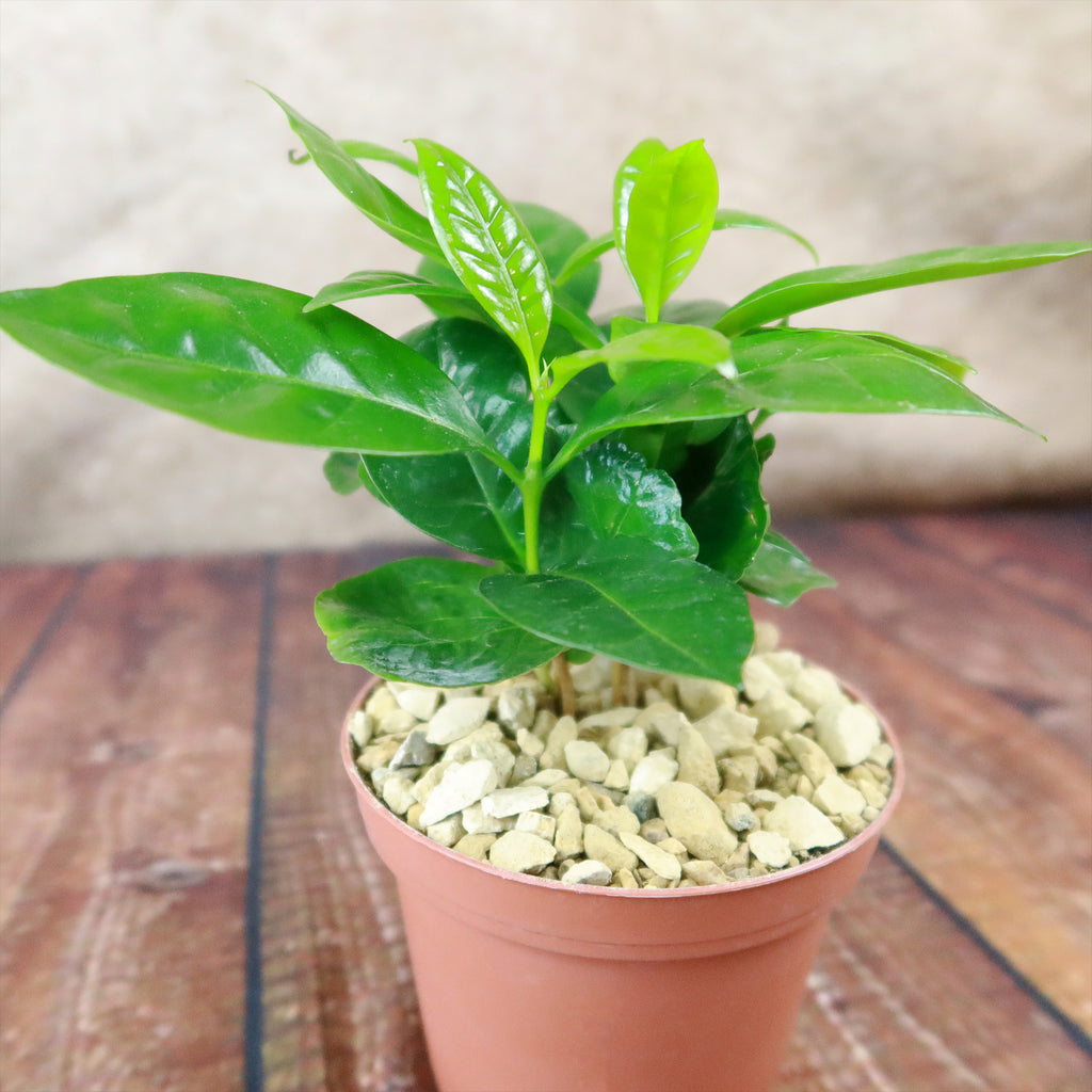 Arabica Coffee Plant ‘Coffea arabica’