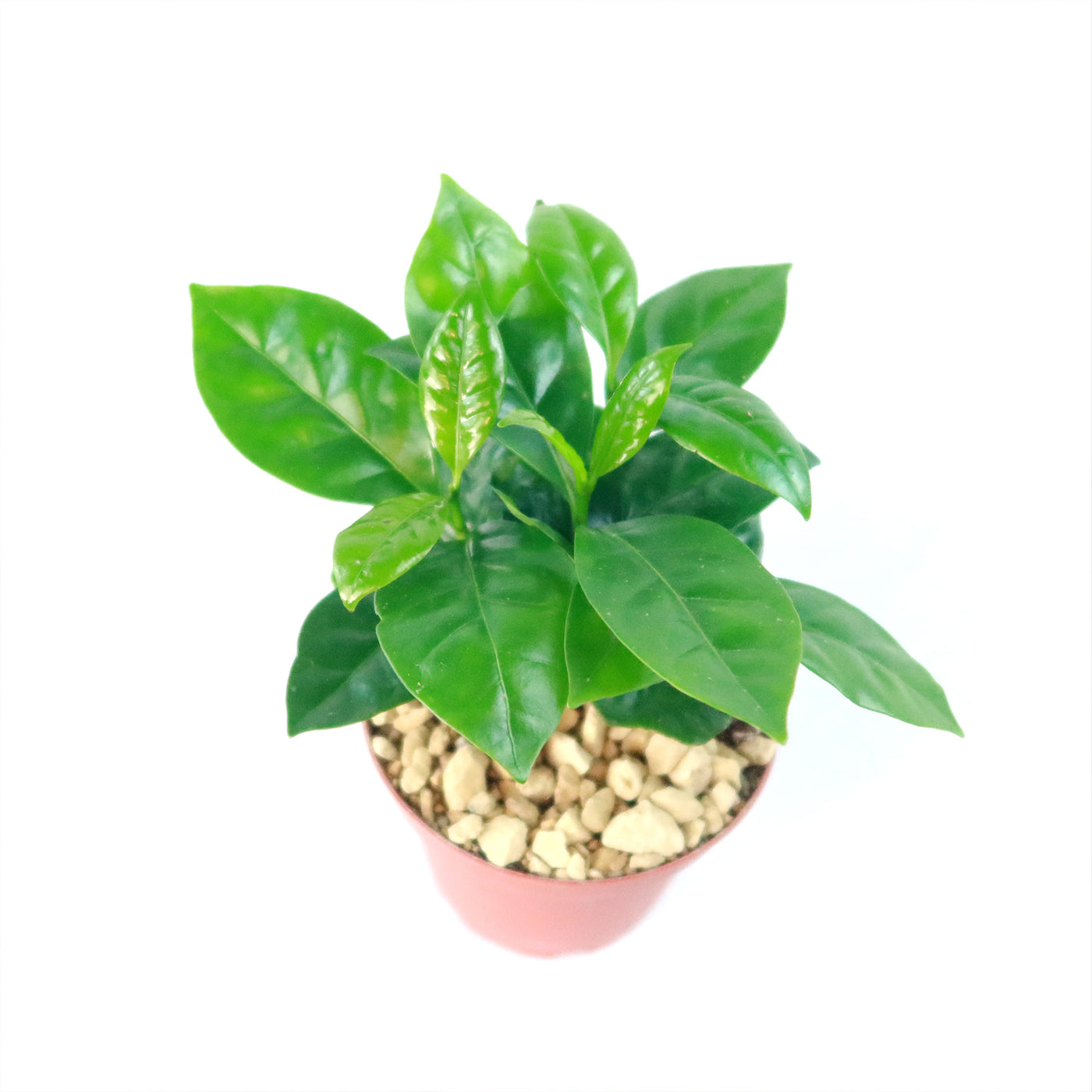 arabica succulent Arabica Coffee Plant ‘Coffea arabica’ 4" Pot / Black