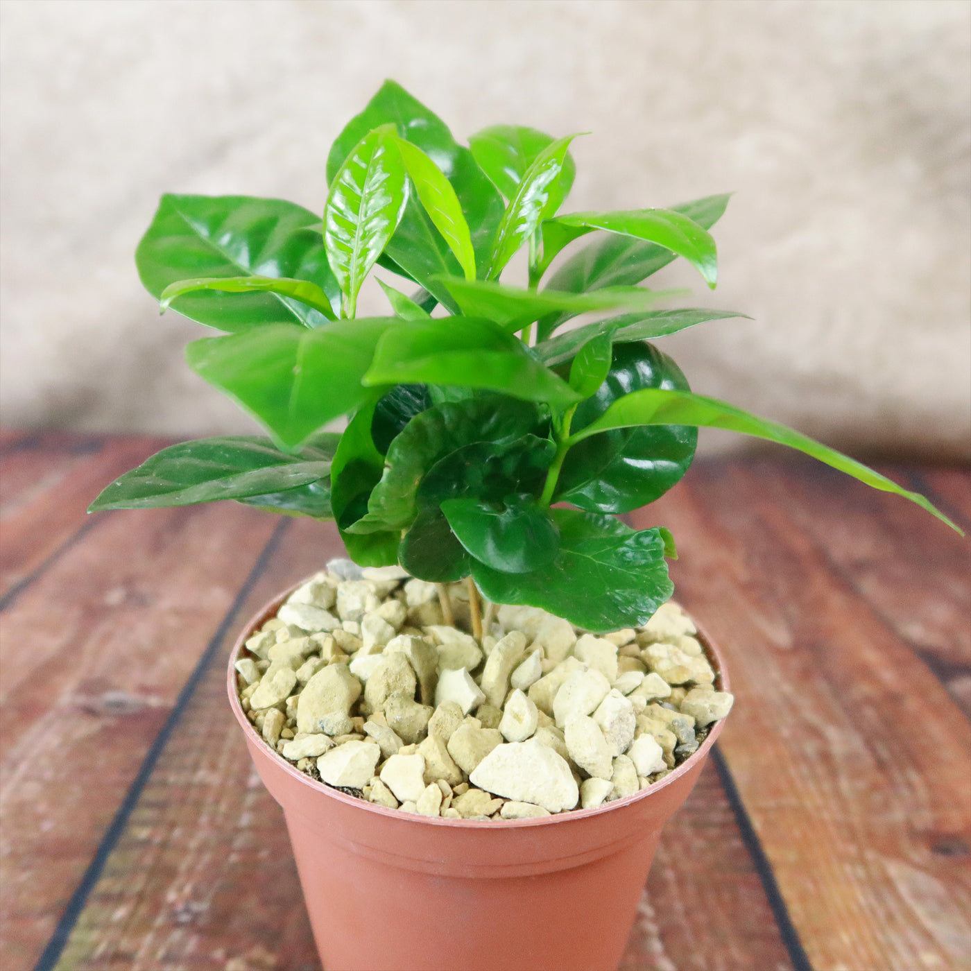coffea arabica indoor plant Arabica Coffee Plant ‘Coffea arabica’ 4" Pot / Black