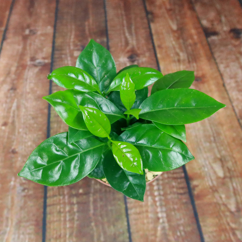 Arabica Coffee Plant ‘Coffea arabica’