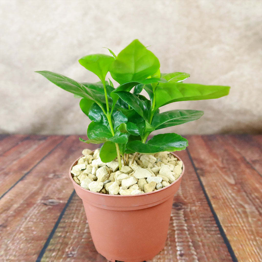 Arabica Coffee Plant ‘Coffea arabica’