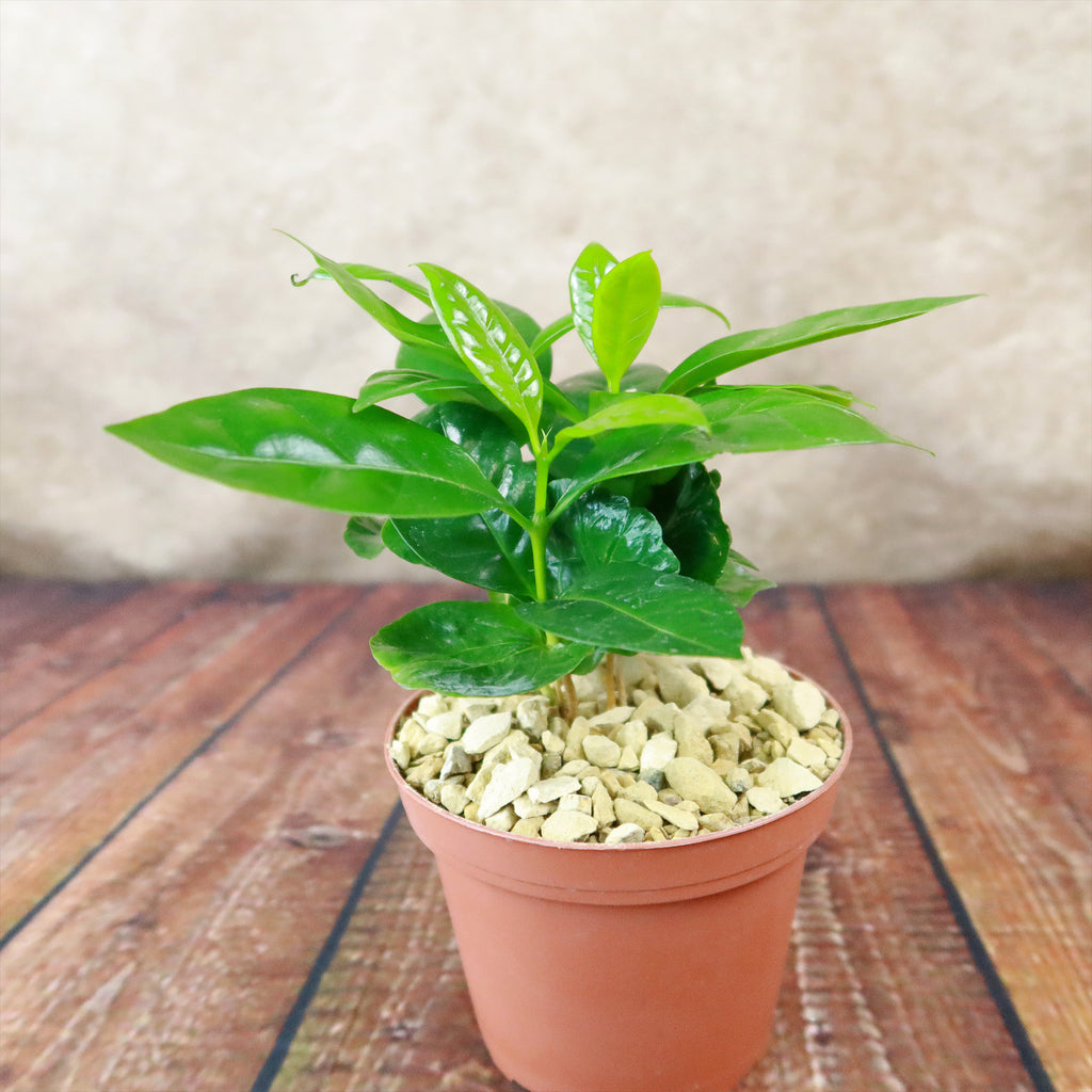 Arabica Coffee Plant ‘Coffea arabica’