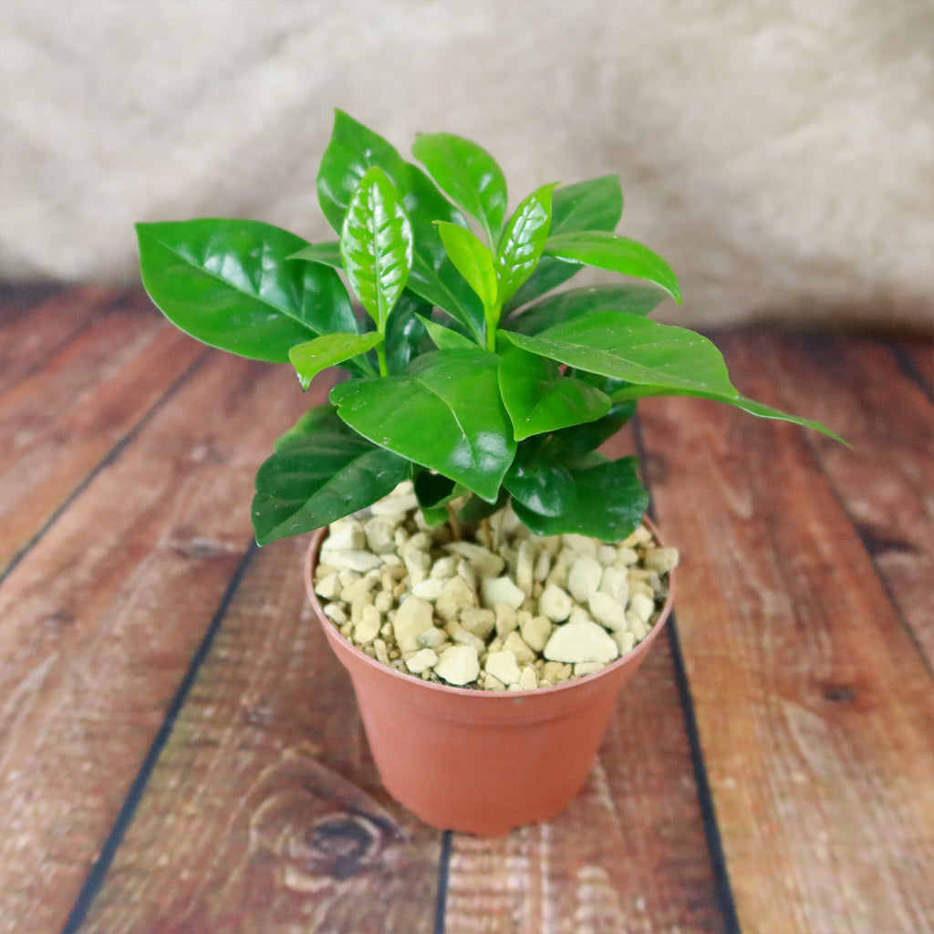 Arabica Coffee Plant ‘Coffea arabica’