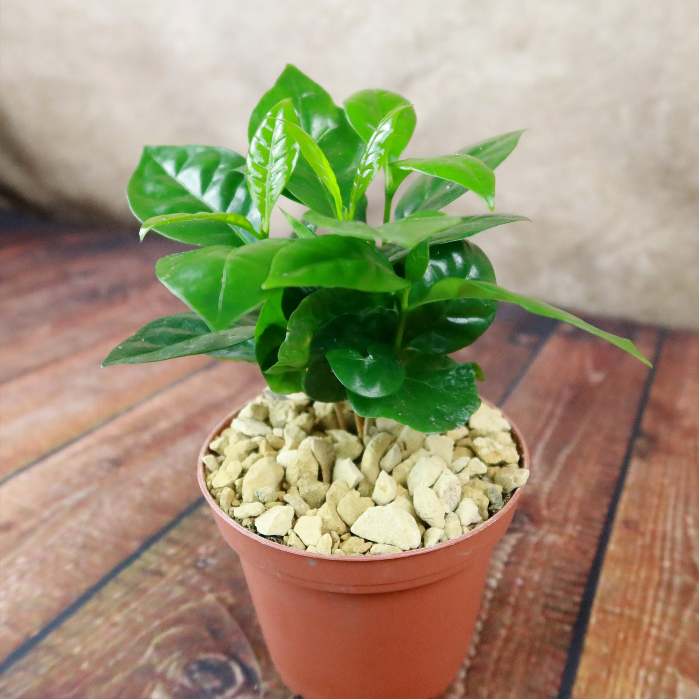 indoor arabica coffee plant Arabica Coffee Plant ‘Coffea arabica’ 4" Pot / Black