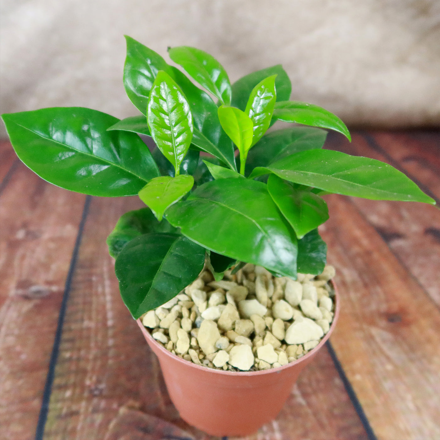 coffee tree plant indoors Arabica Coffee Plant ‘Coffea arabica’ 4" Pot / Black