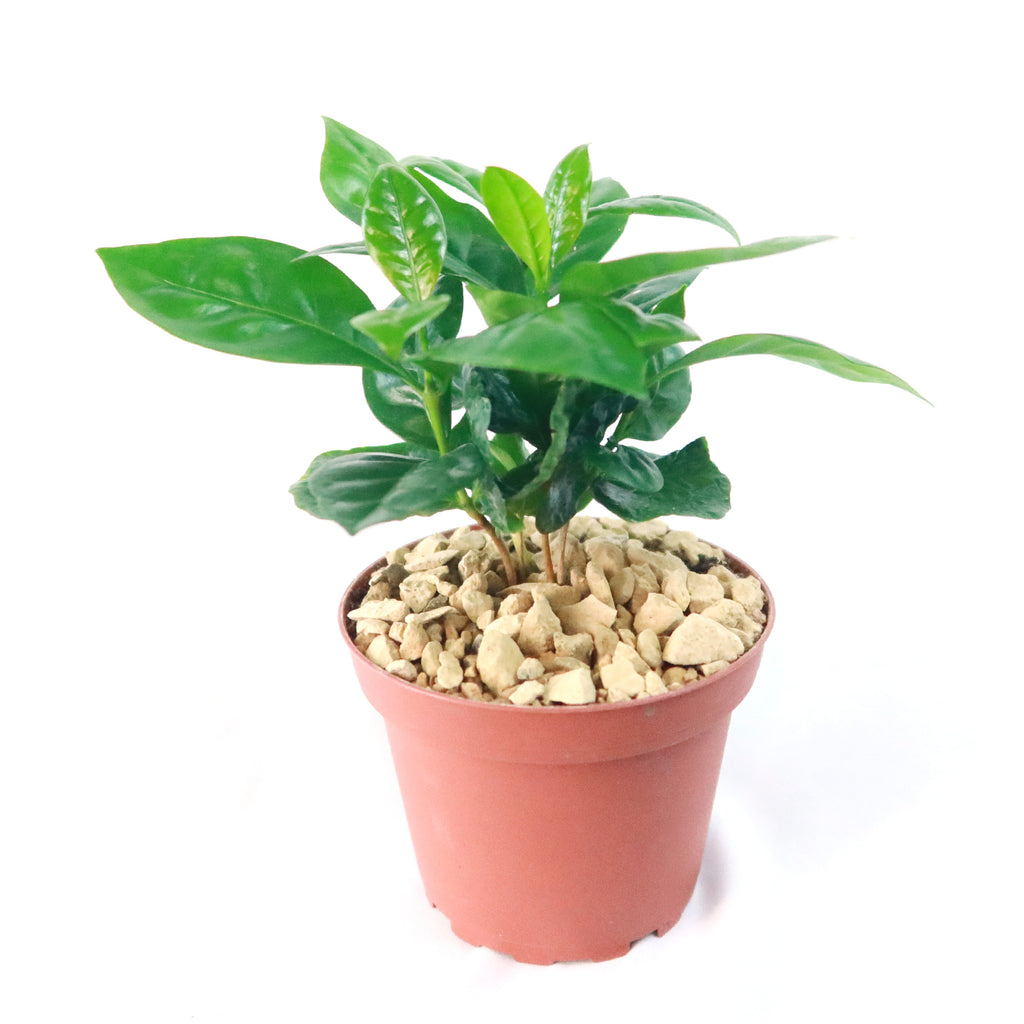 Arabica Coffee Plant ‘Coffea arabica’