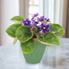 Purple African Violet &