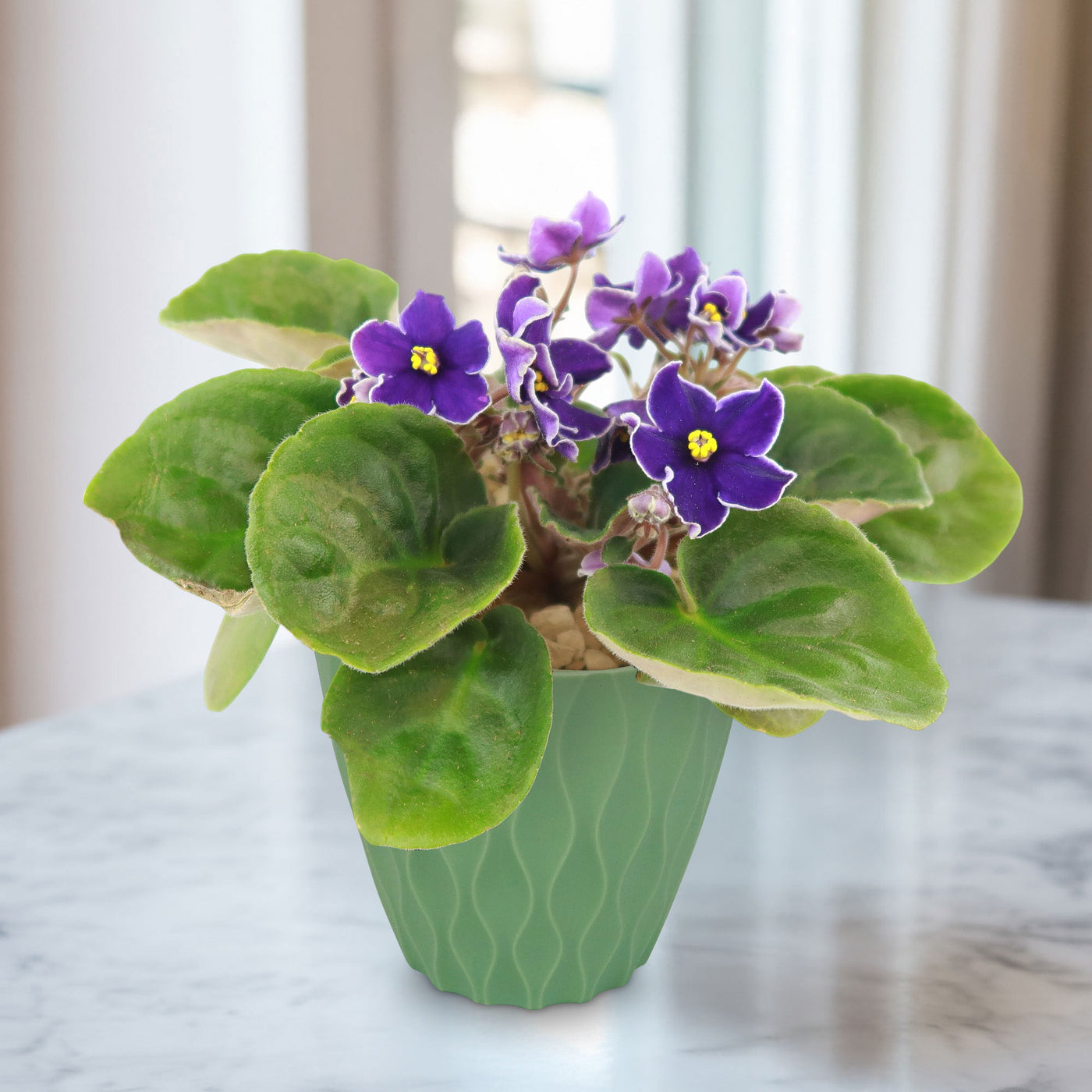 violet indoor plant Purple African Violet