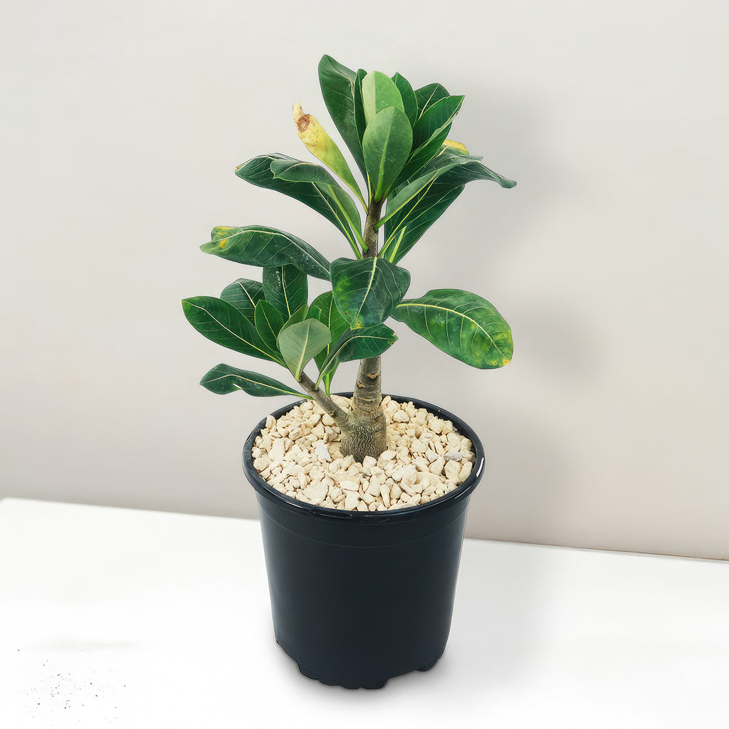 Adenium Obesum Shada