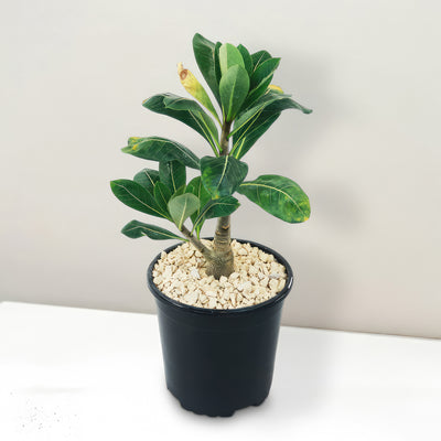 Adenium Obesum Shada