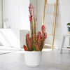 African Milk Tree - Euphorbia trigona &