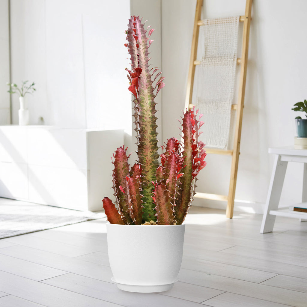 house plants with milky sap Shop 'African Milk Tree - Euphorbia Trigona Rubra' Care and Info