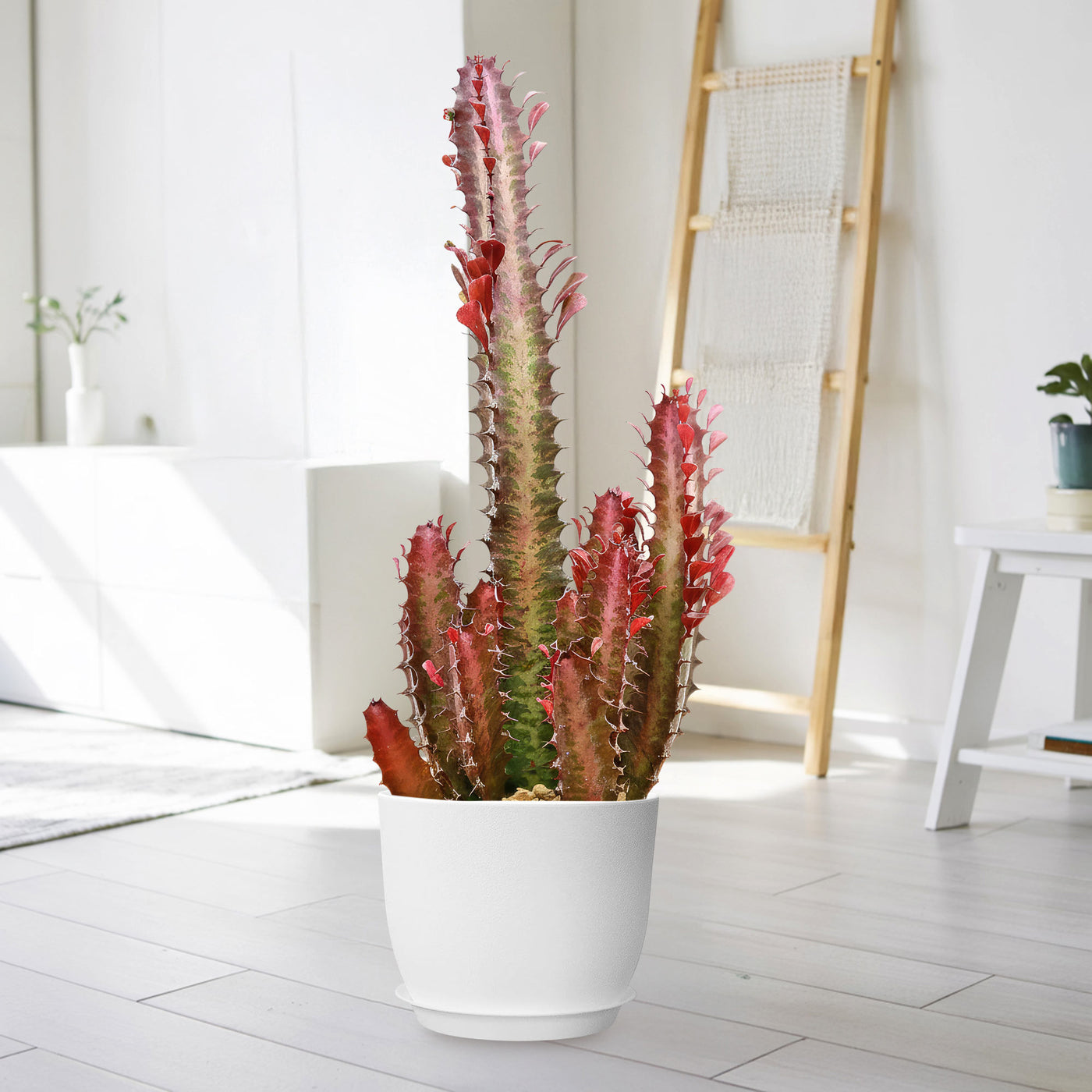 rubra succulent Shop 'African Milk Tree - Euphorbia Trigona Rubra' Care and Info