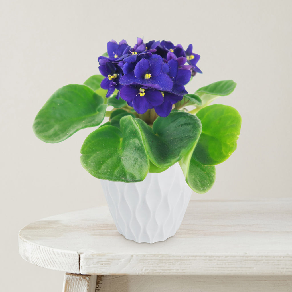 African Violet Plant ‘Saintpaulia ionantha’