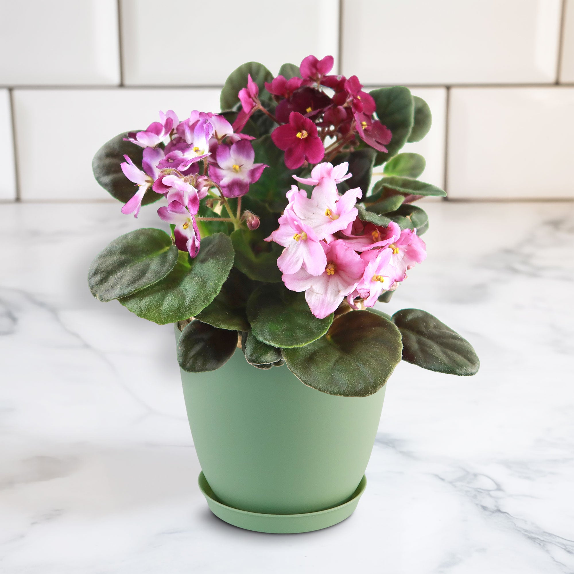 African violet Multi color Bloom Mix