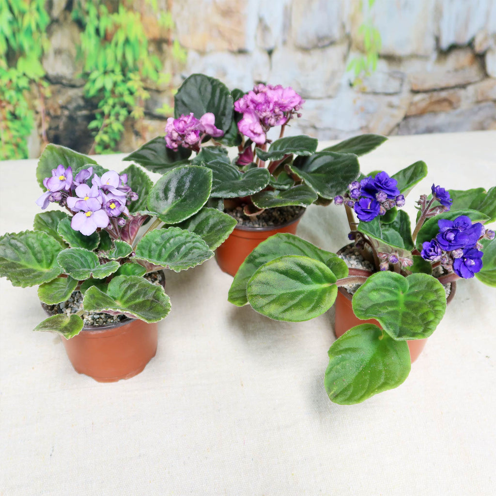 Three potted African Violets with purple, pink, and violet flowers and green leaves on a light surface, lush greenery in the background.