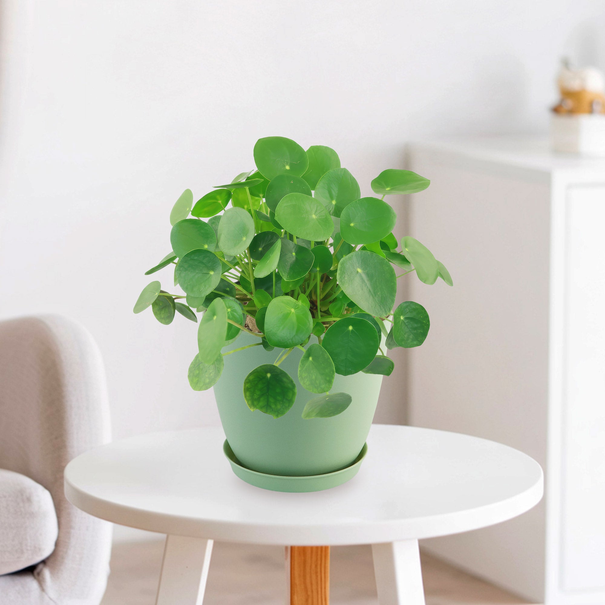 A Chinese Money Plant with round green leaves is displayed on a white table in a bright, minimal, modern room.