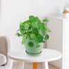 A Chinese Money Plant with round green leaves is displayed on a white table in a bright, minimal, modern room.