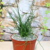 Corkscrew Rush – Juncus effusus ‘Spiralis’