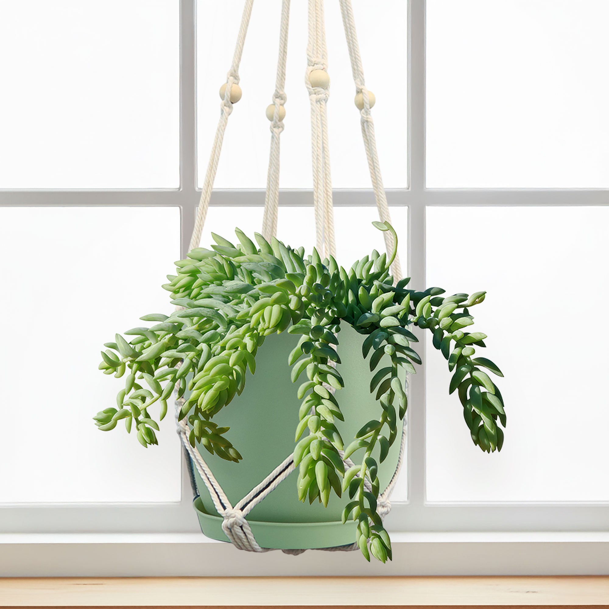 Donkey Tail Plant 'Sedum morganianum'