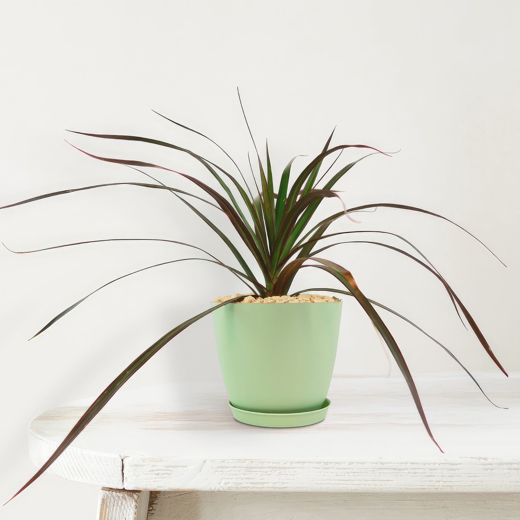 houseplant dracaena marginata Madagascar Dragon Tree