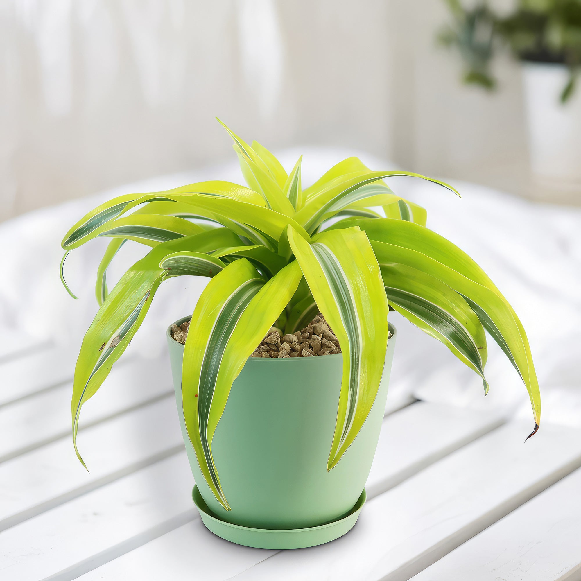 Dracaena ‘Lemon Surprise’ with long yellow-green variegated leaves on a white wooden surface, another plant and white background behind.