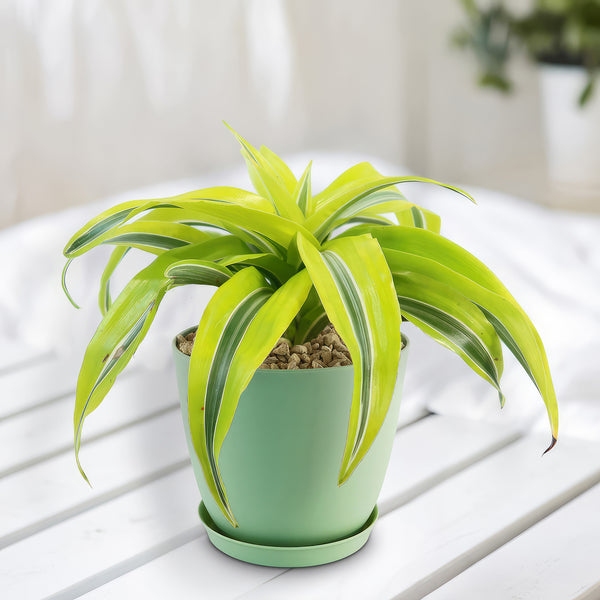 Lemon Surprise Plant