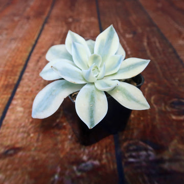 succulent leaves soft Shop 'Echeveria subsessilis variegata' For Care & Info