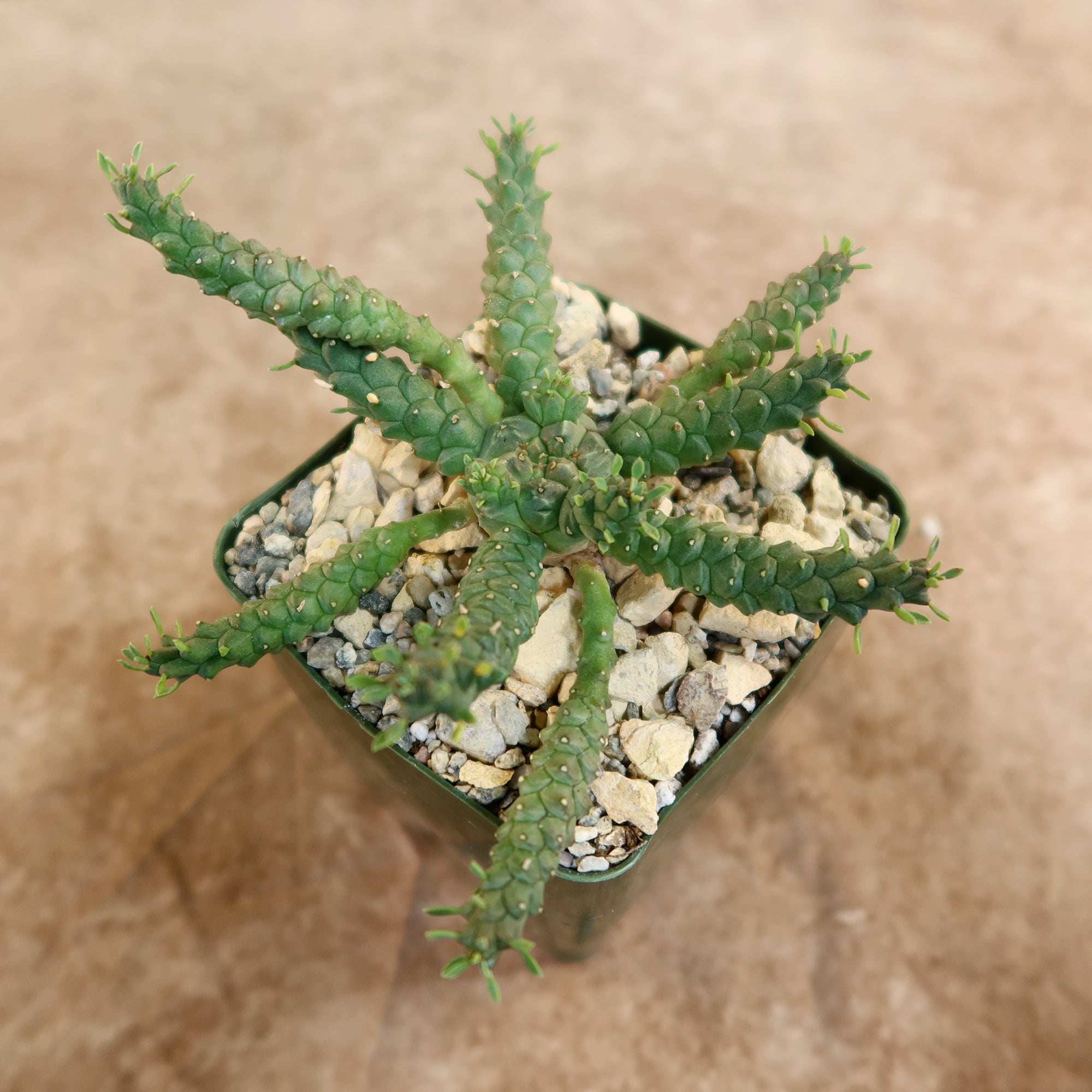 Euporbia Gorgonis plant in a pot with pebbles on a beige background
