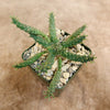 Euporbia Gorgonis plant in a pot with pebbles on a beige background