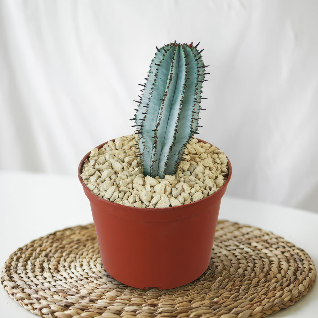 Euphorbia polygona snowflakes