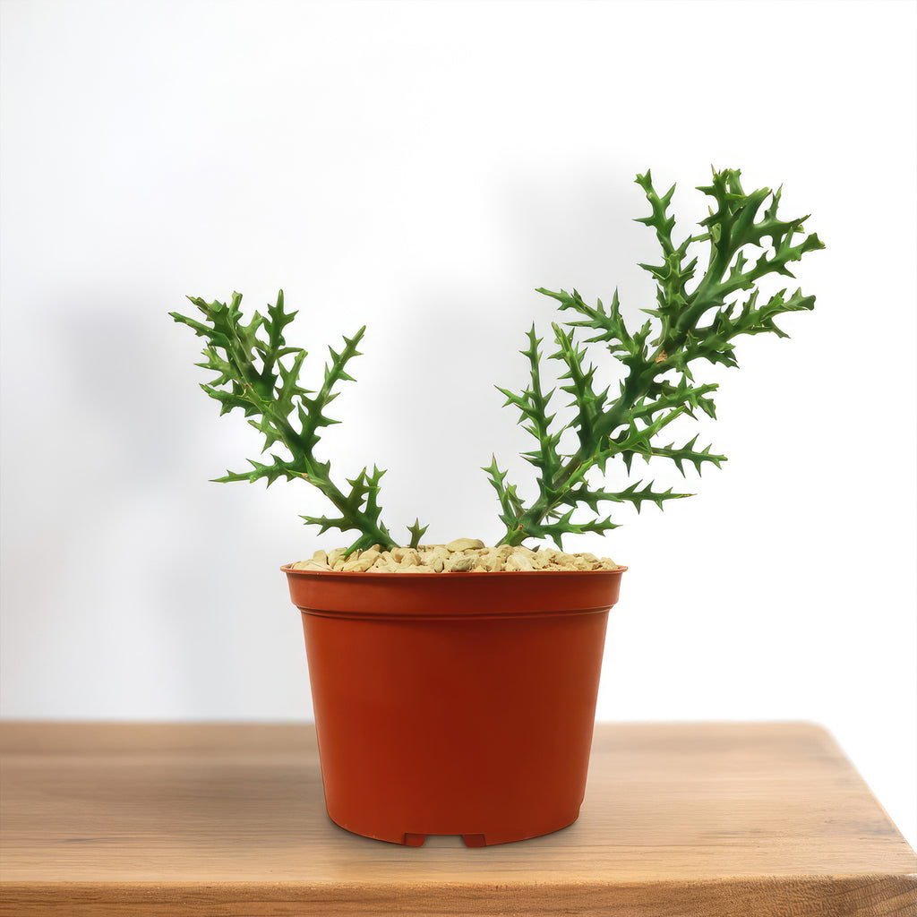 Euphorbia stenoclada