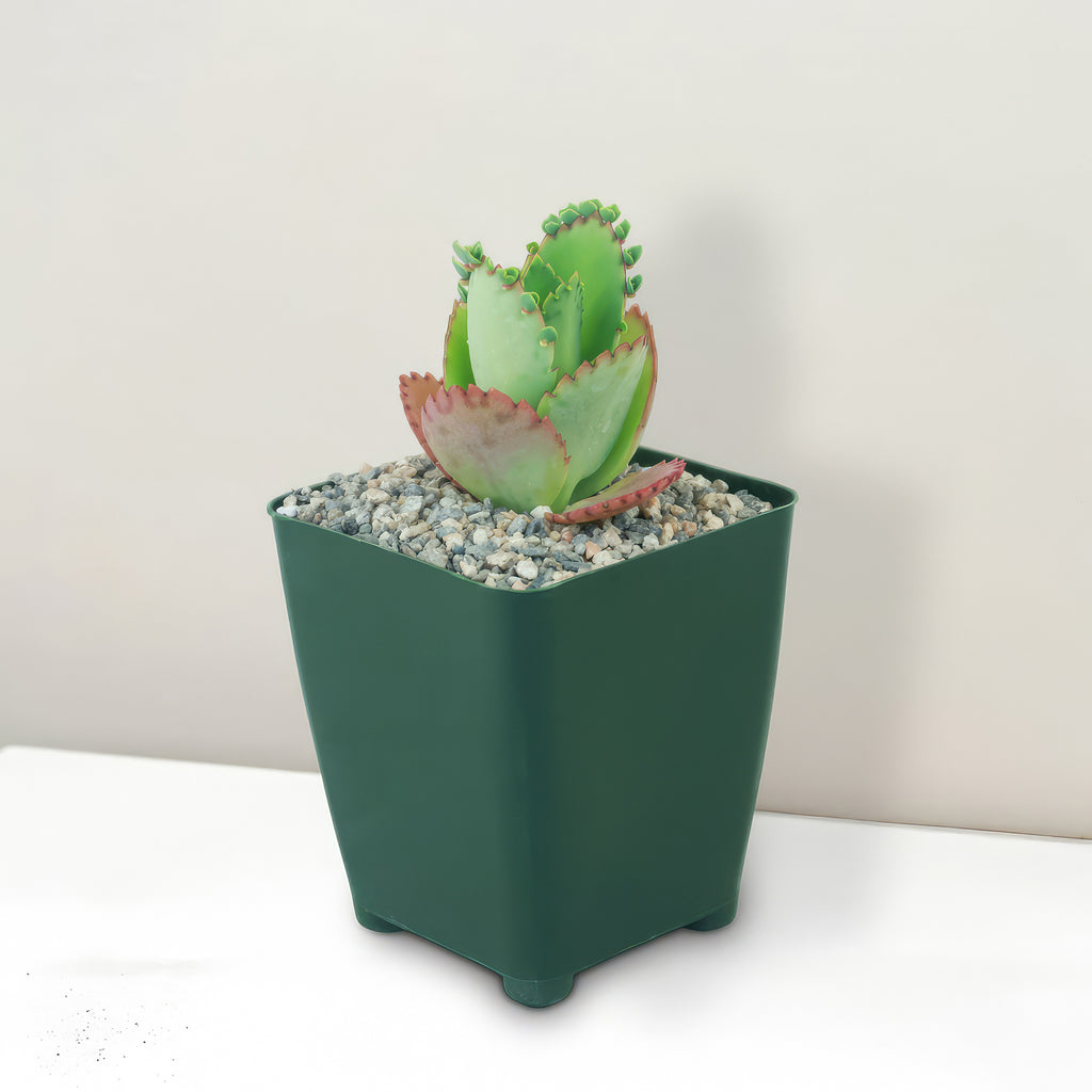 Mother of Thousands Plant ‘Kalanchoe daigremontiana’