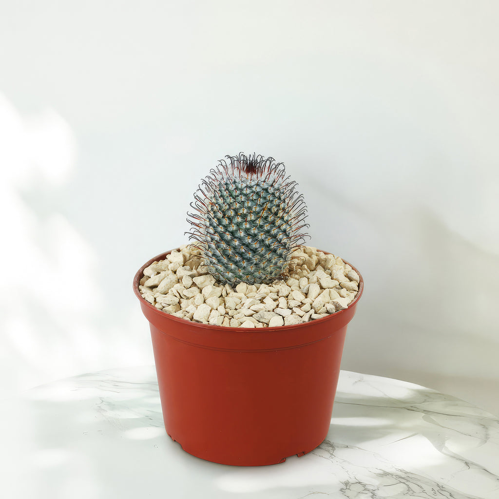 Mammillaria perez de la rosae