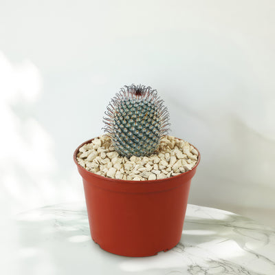 Mammillaria perez de la rosae
