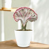 Mermaid Tail Cactus - Euphorbia lactea Cristata Grafted