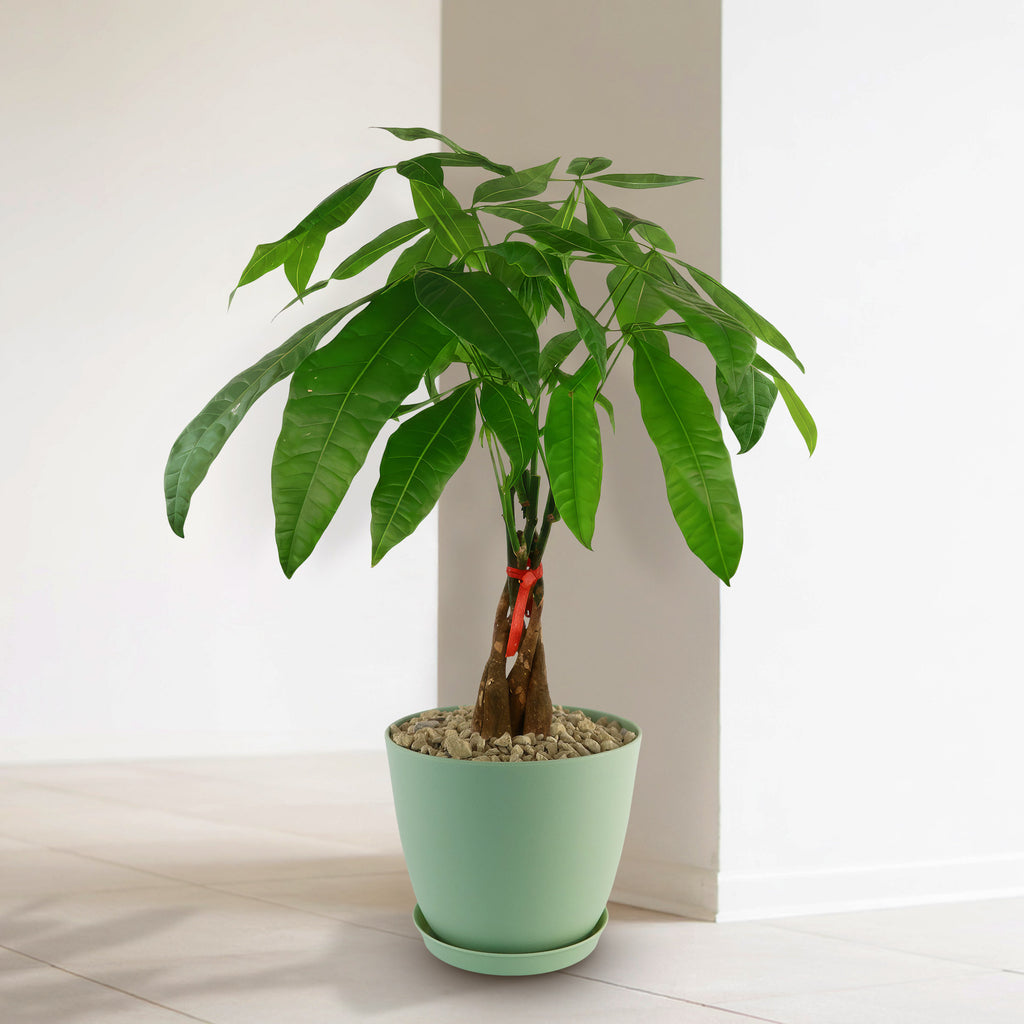 pachira money tree size Money Tree Plants ‘Pachira aquatica’