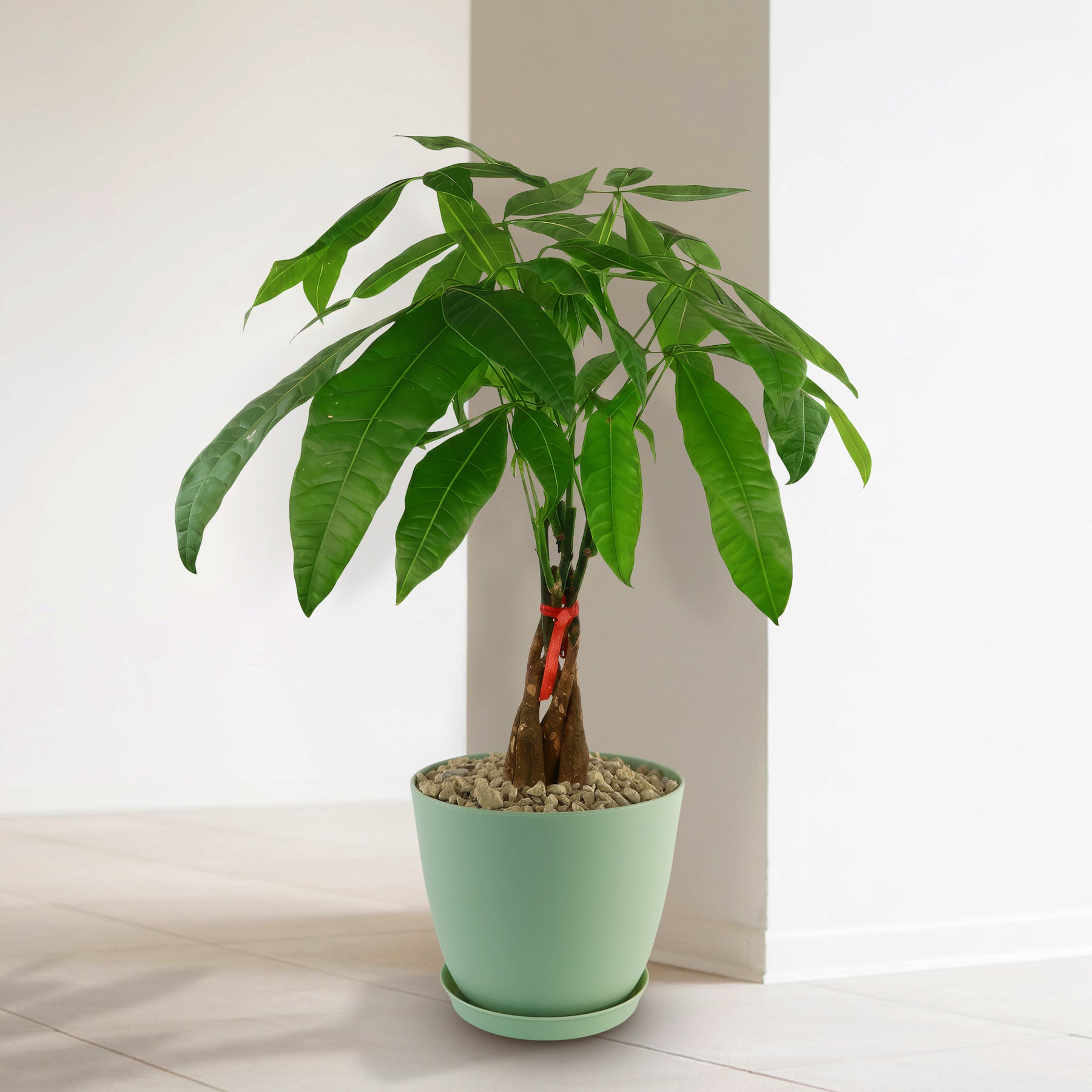 indoor money plant near me Money Tree Plants ‘Pachira aquatica’ 8" Pot / Self Watering / With Pot