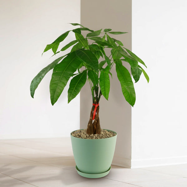 indoor plants lowes Money Tree Plants ‘Pachira aquatica’ 8" Pot / Self Watering / With Pot
