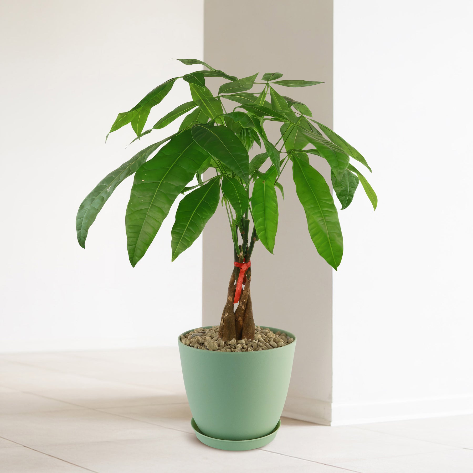 14 Best Feng Shui Plants for Your Home 14 Best Feng Shui Plants for Your Home