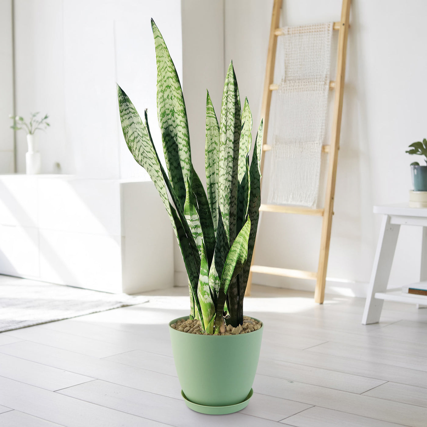 cure for snake plant Mother in Law Plant ‘Sansevieria trifasciata’ Snake Plant